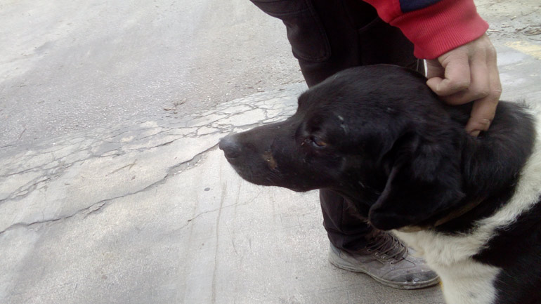 Καταγγελία: Οδηγοί εταιρείας στη Μεταμόρφωση χτυπάνε επίτηδες με το όχημα αδέσποτα σκυλιά για να… διασκεδάσουν