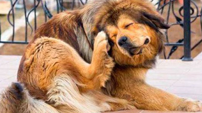 Πώς μπορώ να απαλλάξω τον σκύλο μου από τους ψύλλους