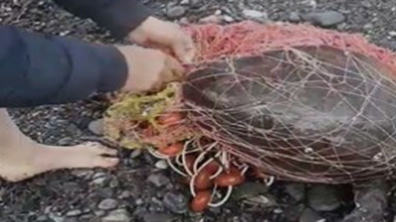 Κρήτη: Έσωσαν χελώνα που είχε μπλεχτεί σε δίχτυα