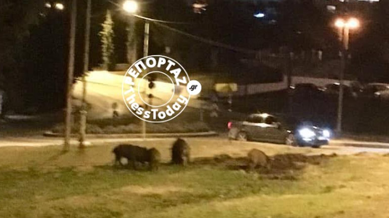 Εμφανίστηκαν αγριογούρουνα στο Πανόραμα Θεσσαλονίκης