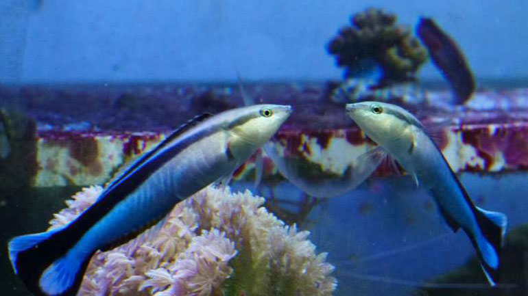 Ψάρι πέρασε το «τεστ του καθρέφτη» αναγνωρίζοντας τον εαυτό του