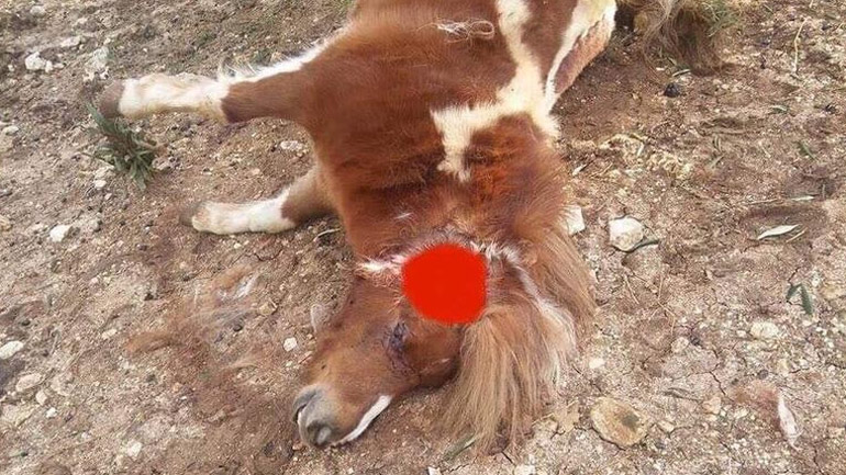 Πυροβόλησαν και σκότωσαν πόνι στην Πέρδικα Θεσπρωτίας