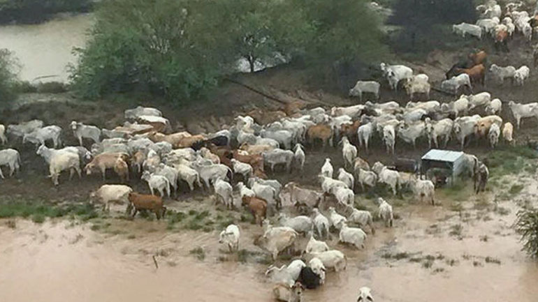 Αυστραλία: Εκατοντάδες χιλιάδες βοοειδή νεκρά από τις πλημμύρες