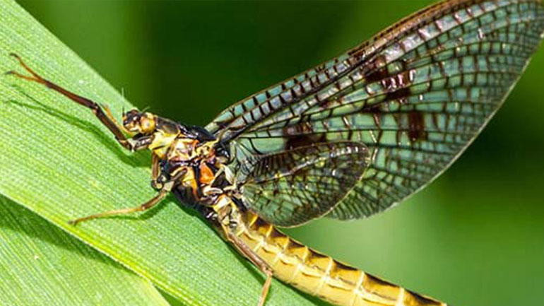 Πόσα χρόνια ζουν 30 είδη ζώων