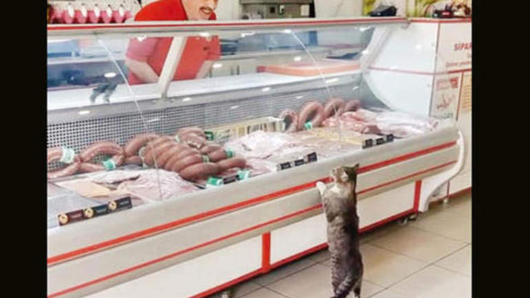 Τουρκία: Χασάπης κατασκεύασε τάφο για την καλύτερη πελάτισσά του τη γάτα Γεσίμ