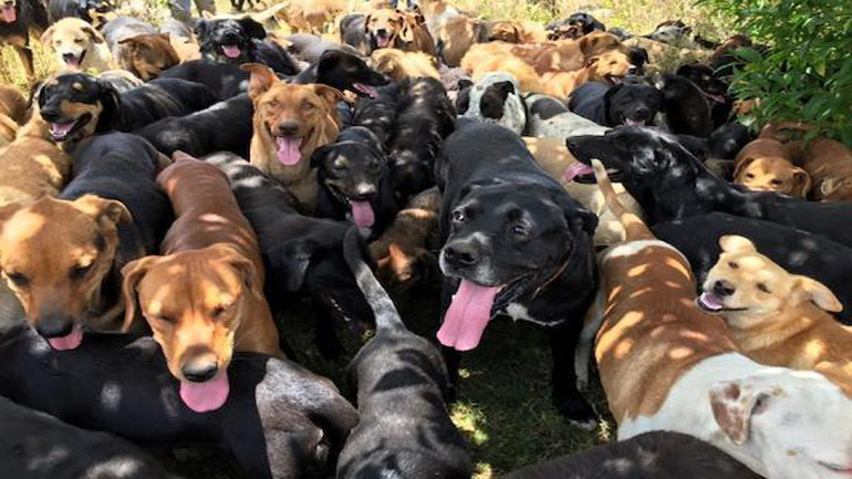 Ένας “παράδεισος” που φιλοξενεί 900 αδέσποτα 