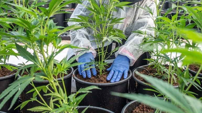 Τριάντα οι επενδυτικές προτάσεις για βιομηχανική και φαρμακευτική κάνναβη