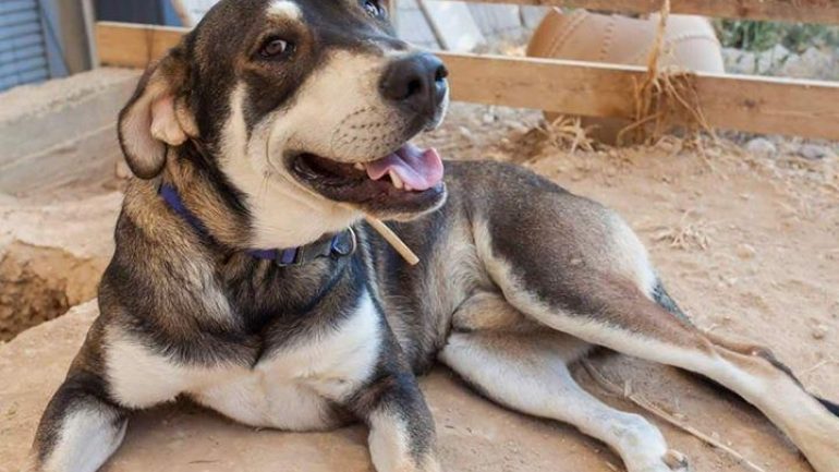 Σάλος στις ΗΠΑ: Νεκρά και άρρωστα σκυλιά από κατανάλωση σκυλοτροφής!