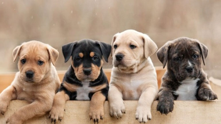 Ανησυχούν ιδιοκτήτες σκύλων στις ΗΠΑ μετά την ανάκληση τροφών