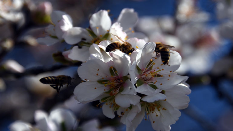 Γαλλία-έρευνα: Τα έντομα μειώνονται ραγδαία σε ολόκληρο τον κόσμο
