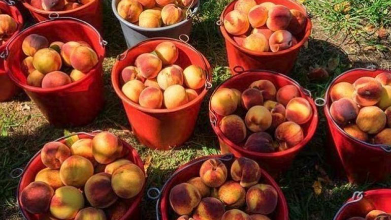 Καταβάλλονται σήμερα οι κρατικές ενισχύσεις (de minimis) σε 15.500 παραγωγούς ροδάκινων και νεκταρινιών