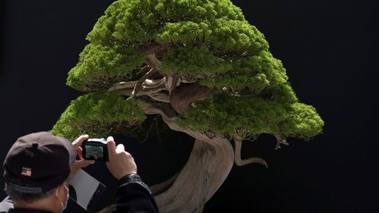 Ιαπωνία: Έκλεψαν μπονσάι 400 ετών!