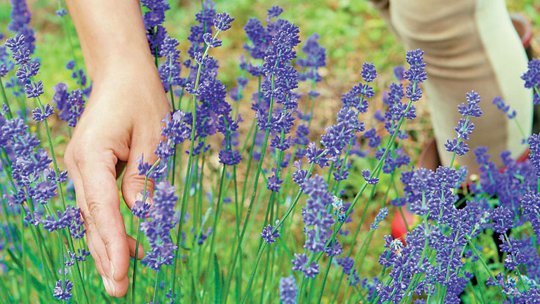 Τα Ιωάννινα πρωτοπορούν παραχωρώντας αγροτική γη σε ανέργους για καλλιέργεια θεραπευτικών φυτών Τα Ιωάννινα πρωτοπορούν παραχωρώντας αγροτική γη σε ανέργους για καλλιέργεια θεραπευτικών φυτών