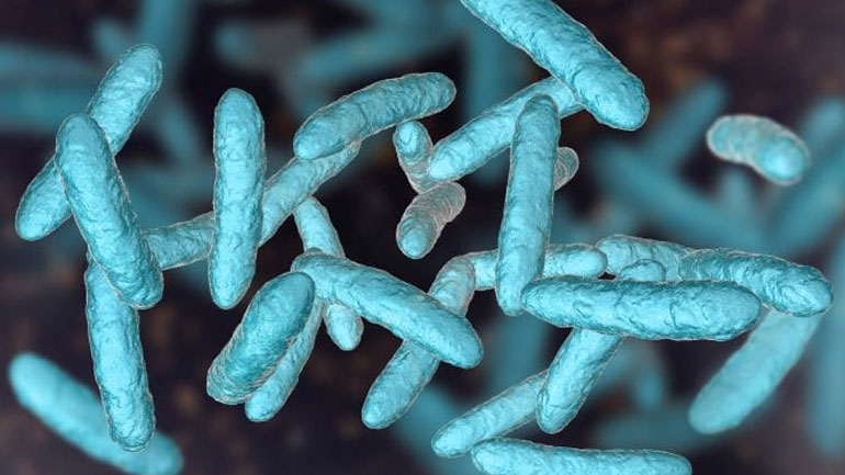 Ανακαλύφθηκαν στο ανθρώπινο έντερο σχεδόν 2.000 άγνωστα έως τώρα είδη βακτηρίων