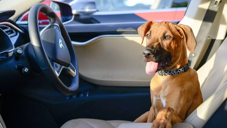 Λειτουργία «Dog Mode» από την Tesla Λειτουργία «Dog Mode» από την Tesla
