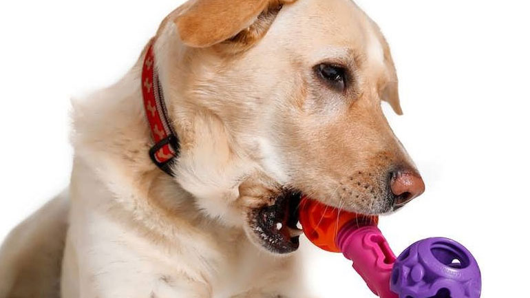 Ο σκύλος σου γίνεται υπερπροστατευτικός με τα παιχνίδια του;