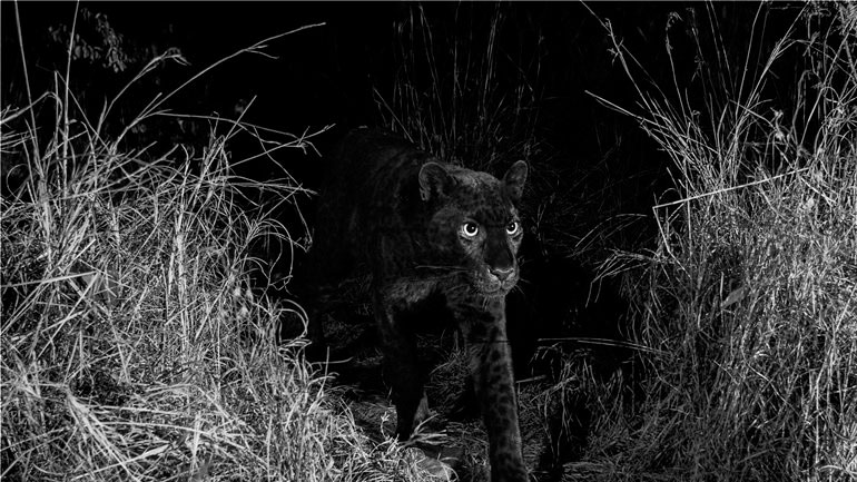 Για πρώτη φορά έπειτα από 100 χρόνια φωτογράφος απαθανάτισε μαύρη λεοπάρδαλη στην Αφρική