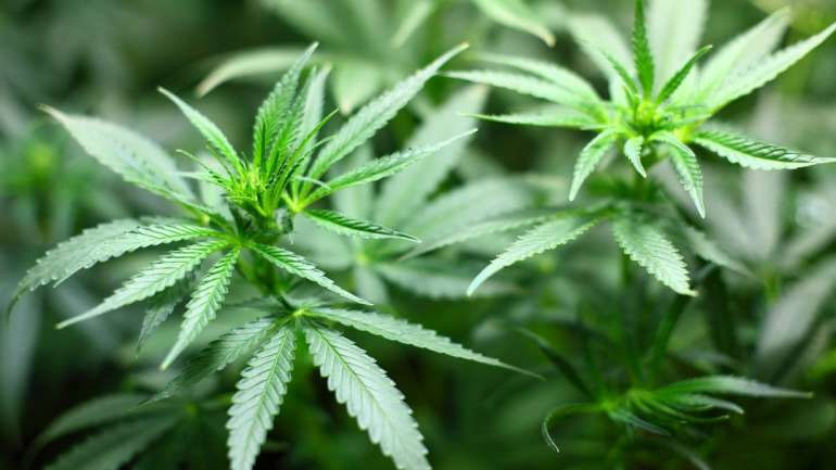 Η χρήση κάνναβης από τους εφήβους αυξάνει τον κίνδυνο κατάθλιψης μετά την ενηλικίωσή τους