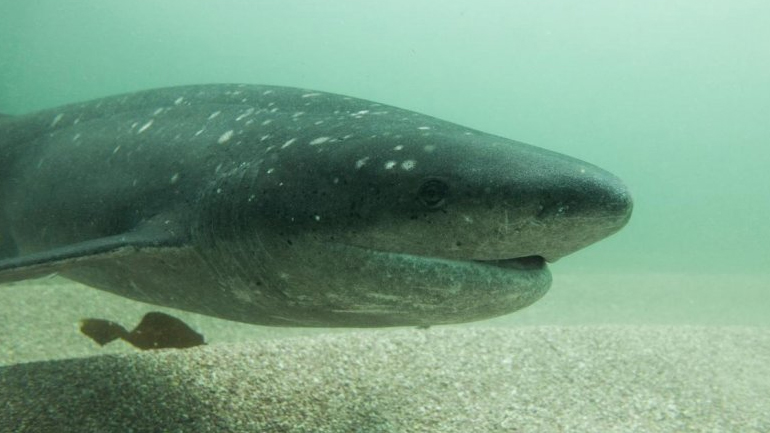 Επανεμφανίστηκε αρχαίο είδος καρχαρία