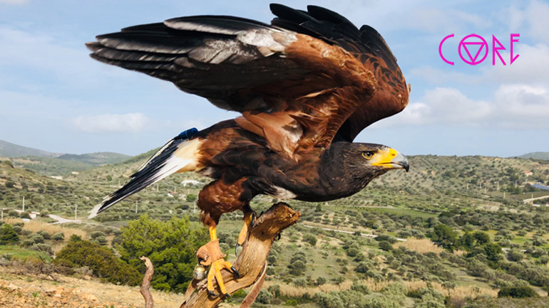 Οι γητευτές των Harris Hawk στην Ελλάδα