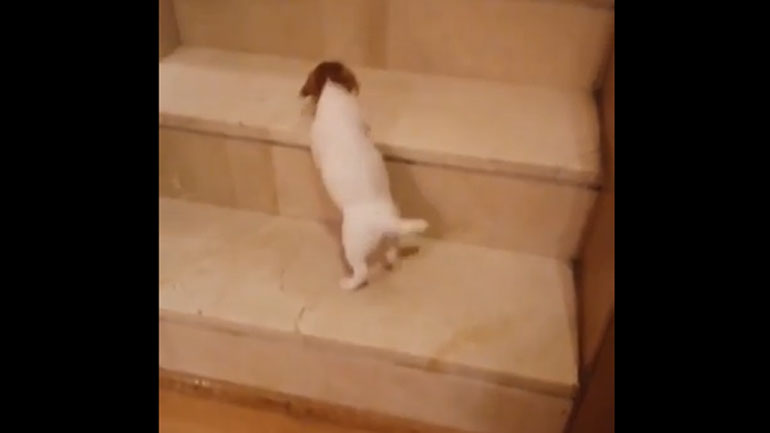 Το κουτάβι που έχει «λιώσει» το Διαδίκτυο