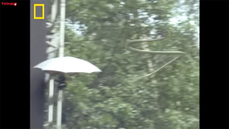 Κι όμως… Υπάρχουν…ιπτάμενα φίδια