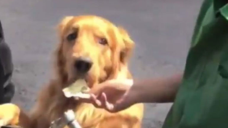 Σκύλος που… ψωνίζει και πληρώνει στο σούπερ μάρκετ