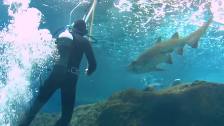 Κρήτη: Δύτες κολυμπούν ανάμεσα σε καρχαρίες