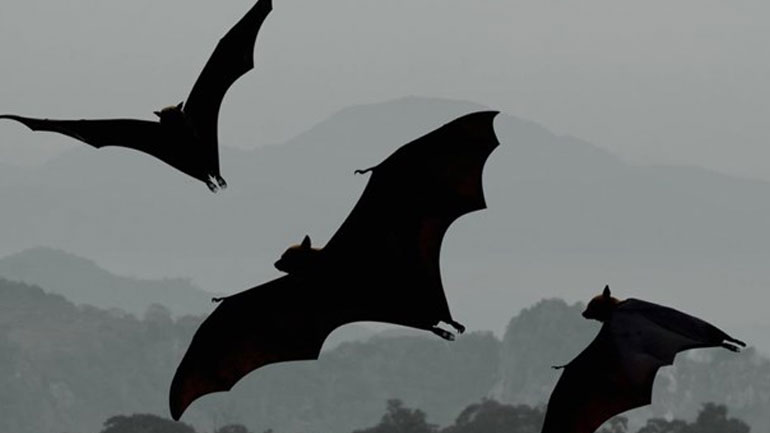 Νέα είδη νυχτερίδων ανακαλύφθηκαν στην Ευρώπη και τη Βόρεια Αφρική