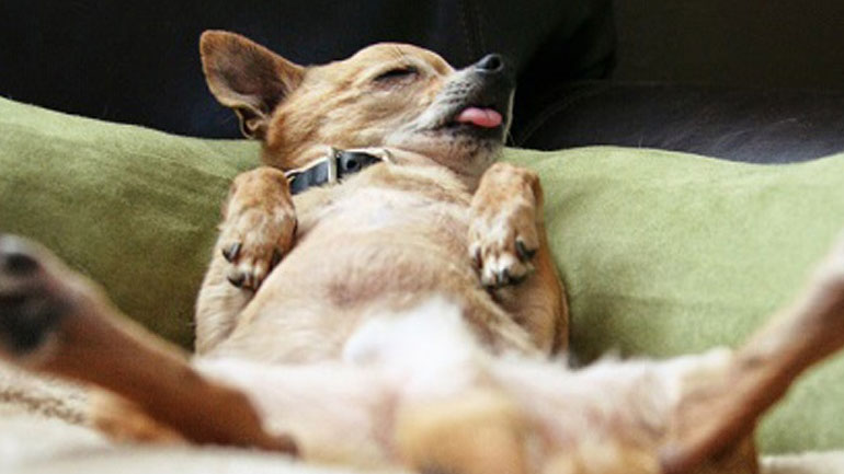 Για ποιους λόγους ο σκύλος σας ξύνει το κρεβατάκι του