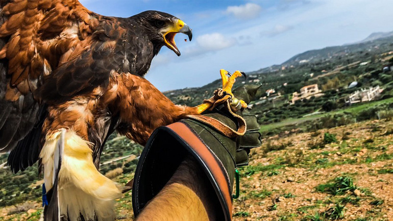 Πώς εκπαιδεύεται ένα γεράκι