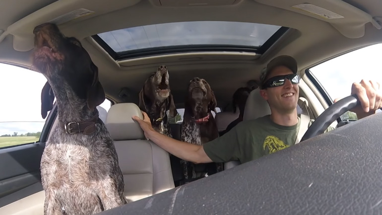 Τέσσερις σκύλοι συνειδητοποιούν ότι πηγαίνουν στο πάρκο