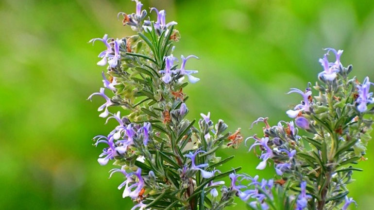 Θεσσαλονίκη: Δύο χιλιάδες βραδυφλεγή φυτά θα φυτευτούν στο δάσος του Σέιχ Σου για πυρασφάλεια