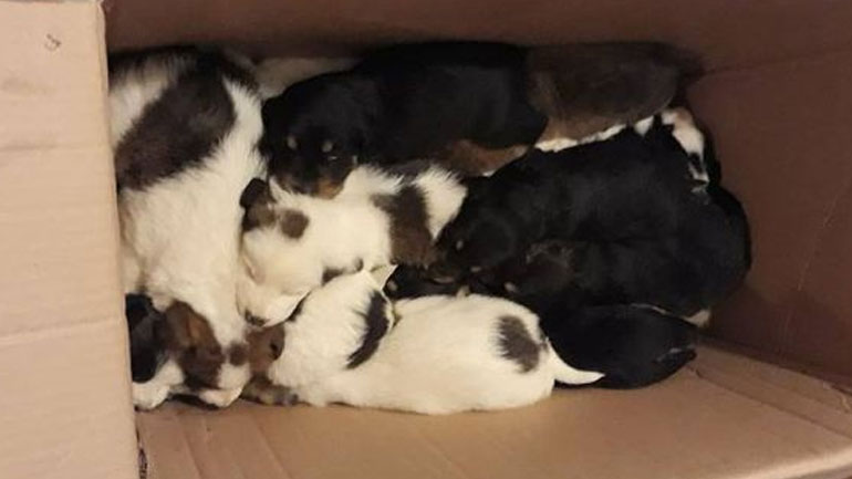 Ανδρίτσαινα Ηλείας: Πέταξαν σε ρέμα τσουβάλια με 18 κουτάβια