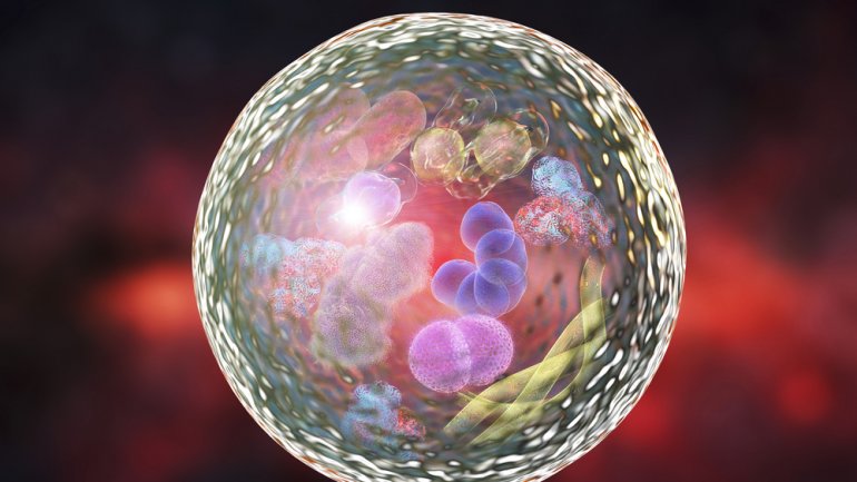 Το κλειδί για την αύξηση της διάρκειας ζωής; Το Ρούμπικον