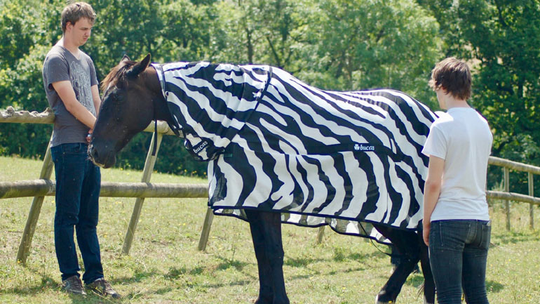 Η επιστήμη δίνει την απάντηση: Γιατί η ζέβρα έχει ραβδώσεις;