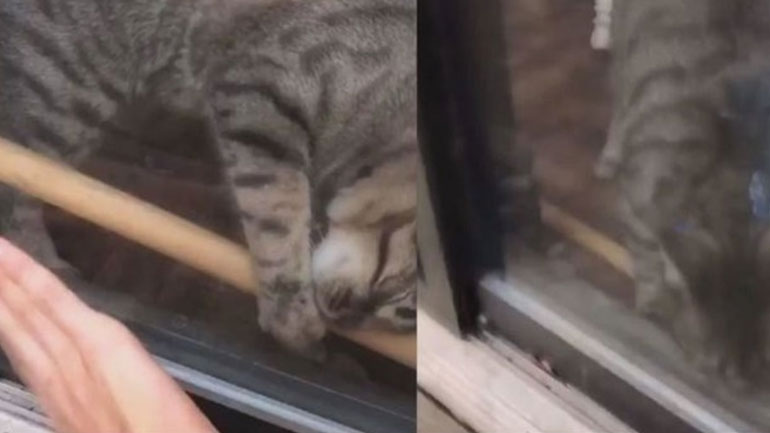 Πανέξυπνο γατάκι βοηθάει την ιδιοκτήτριά του να μπει στο σπίτι όταν κλειδώνεται απ’ έξω!