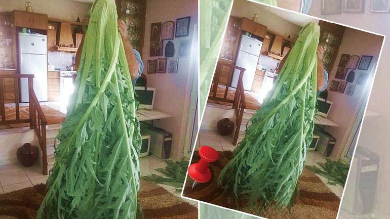 Κρήτη: Αγκινάρα-«μαμούθ» ύψους δύο μέτρων στο Κάτω Χωριό Ιεράπετρας