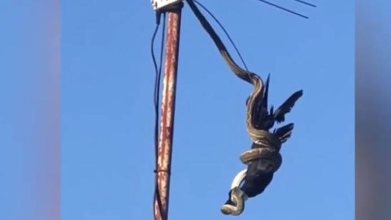 Αυστραλία: Πύθωνας κρέμεται από κεραία τηλεόρασης και αρπάζει πουλί στον αέρα