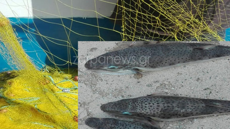 Χανιά: Γέμισε η θάλασσα λαγοκέφαλους