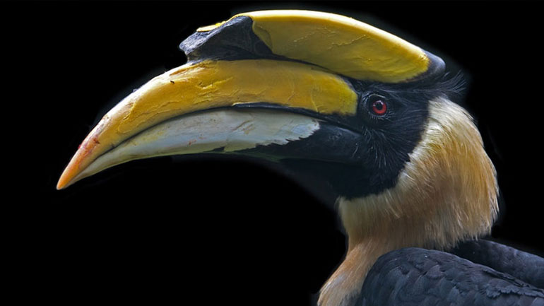 Yπάρχει ρομαντισμός και στα ζώα!