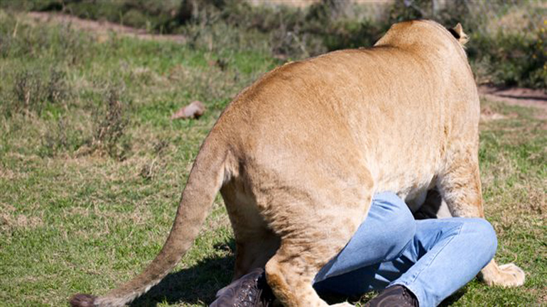 Λιοντάρι κατασπάραξε 22χρονη στη νότια Καρολίνα