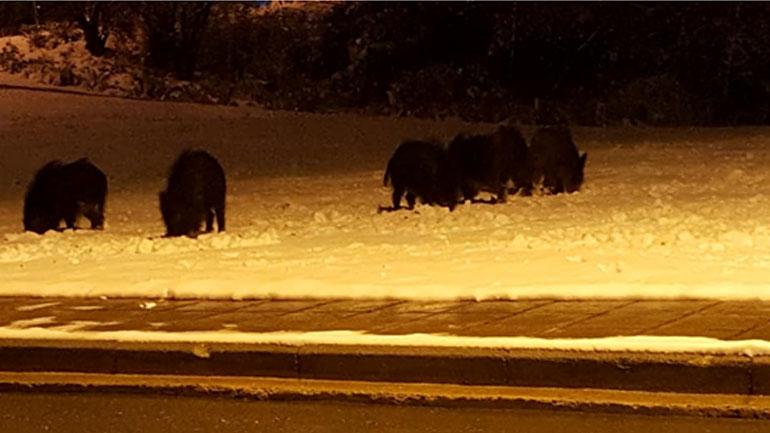 Θεσσαλονίκη: Κοπάδι αγριογούρουνων βγήκε νυχτερινή βόλτα στο χιονισμένο Πανόραμα
