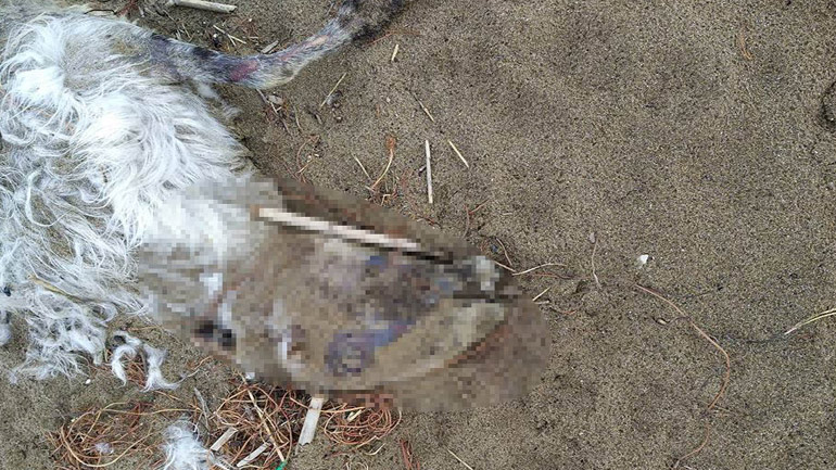 Ηράκλειο: Η κακοκαιρία γέμισε την παραλία του Λίντο με σκουπίδια και νεκρά ζώα