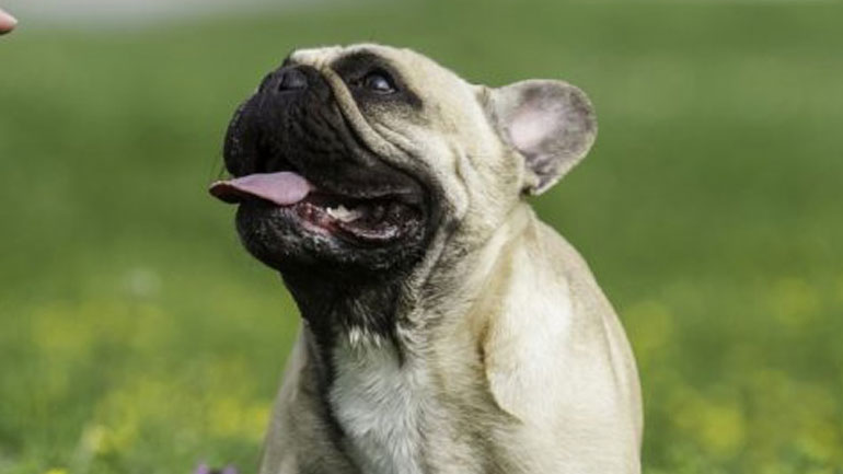 Το λάθος που κάνουμε όταν προσπαθούμε να μάθουμε στον σκύλο μας μια εντολή