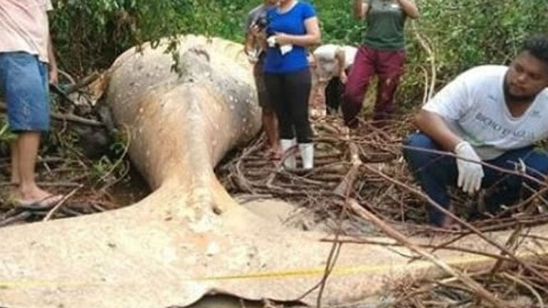 Νεκρή φάλαινα εντοπίστηκε στη ζούγκλα του Αμαζονίου