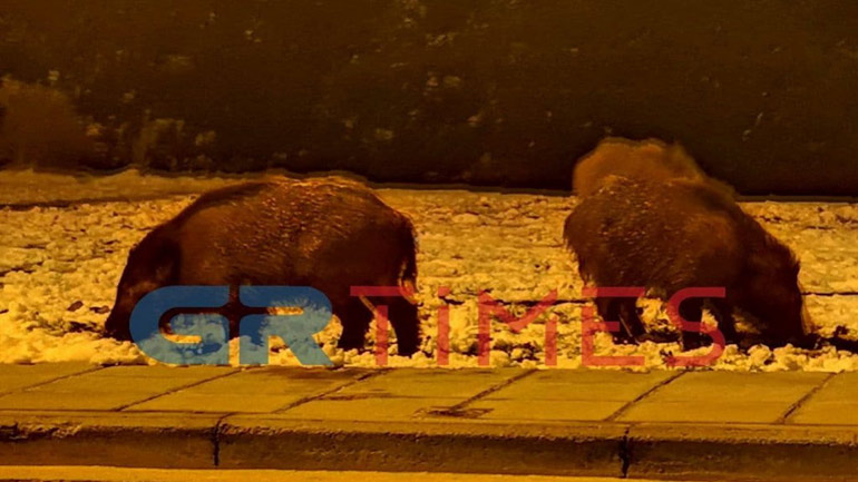 Αγριογούρουνα «οργώνουν» τα πάρκα στο Πανόραμα Θεσσαλονίκης