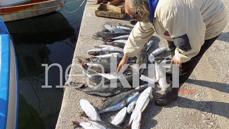 Επίθεση 50 μεγάλων λαγοκέφαλων κατασπάραξε την ψαριά στην Ιεράπετρα