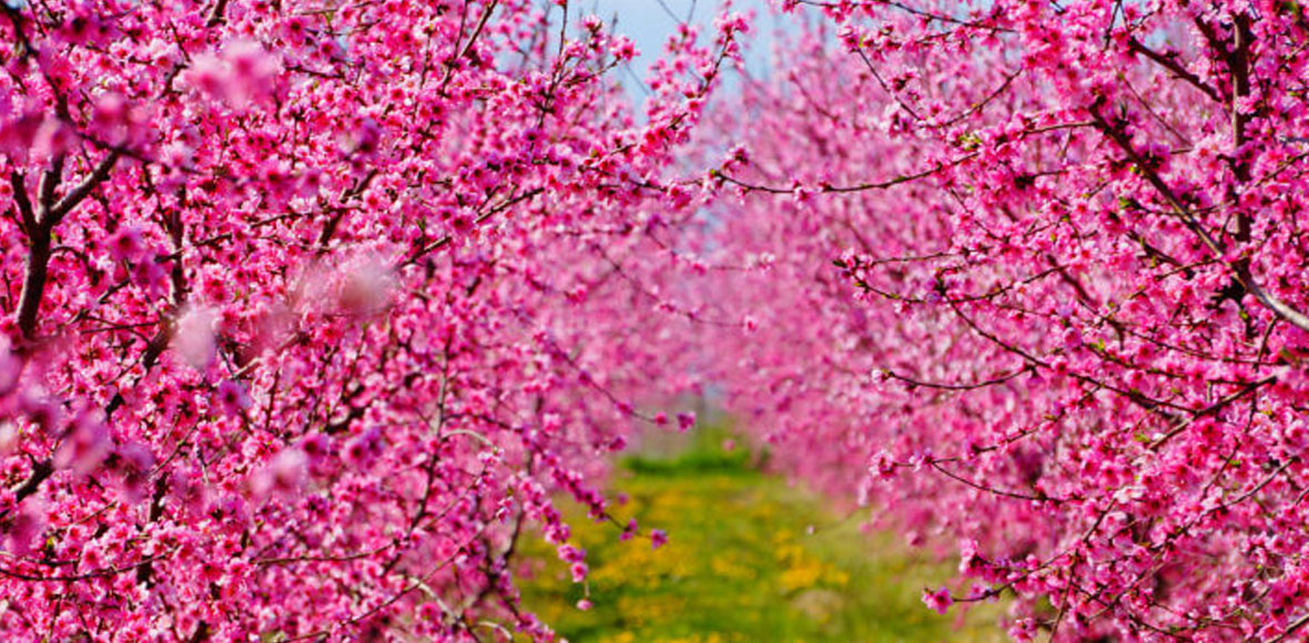 Οι ροδακινιές ανθίζουν στη Βέροια