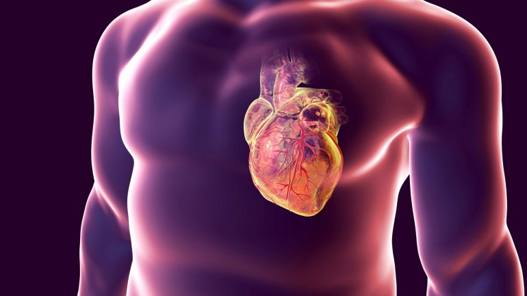 Γιατί οι καρκίνοι της καρδιάς είναι σπάνιοι